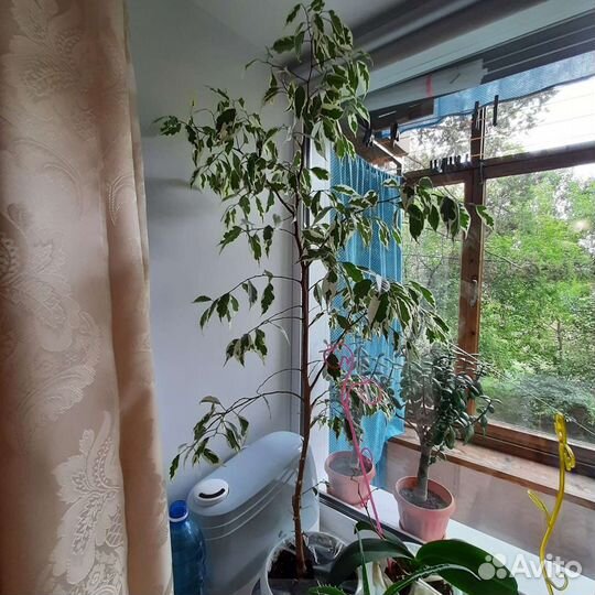 Фикус бенджамина