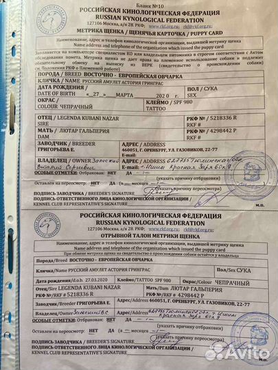 Восточноевропейская овчарка