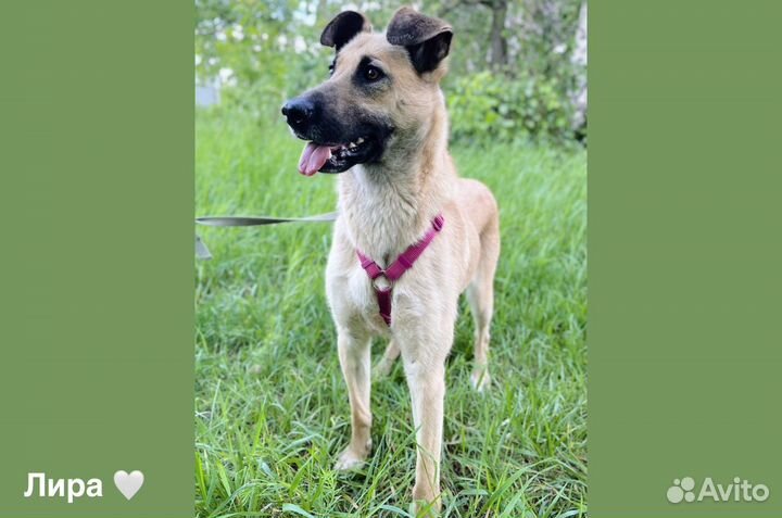 Прекрасная Лира ждет семью в приюте