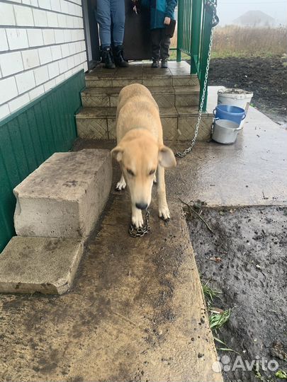 Собака в добрые руки