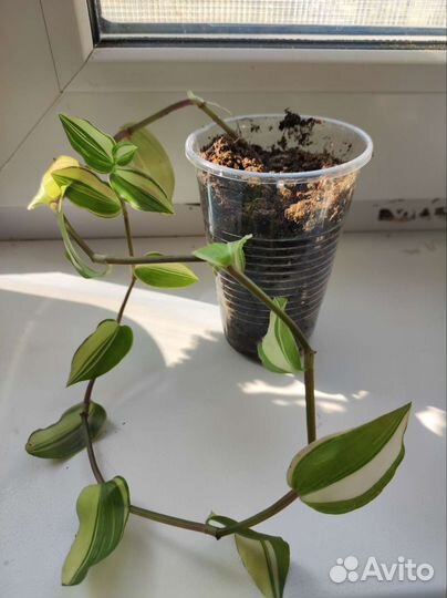 Комнатные цветы