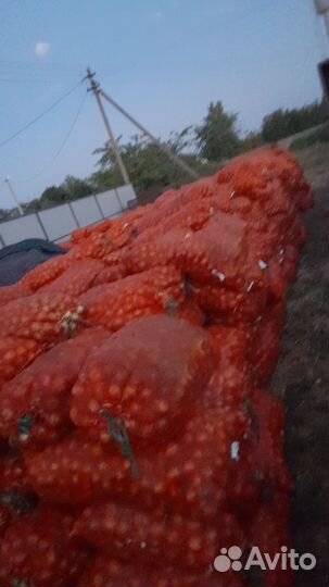 Лук на перо