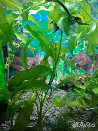 Растения для аквариума