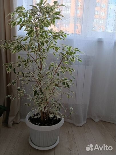 Фикус бенджамина