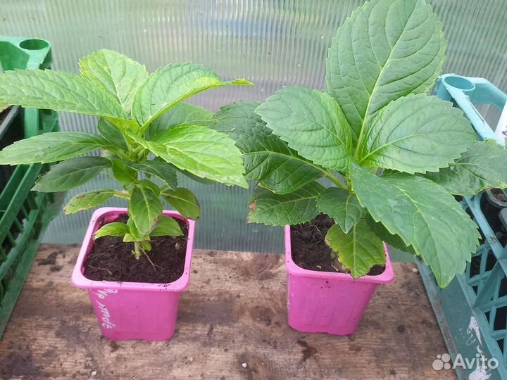 Гортензия крупнолистная Эрли блю и Марина блю