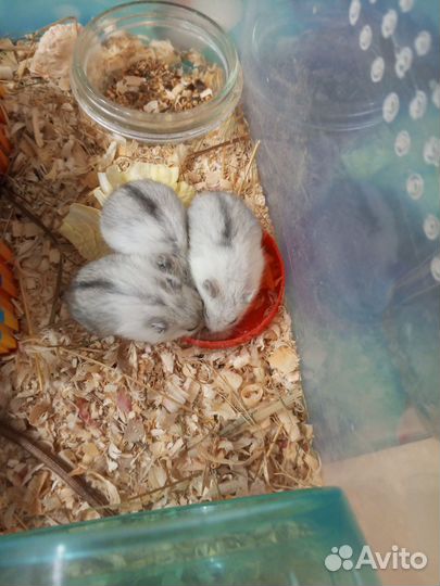 Джунгарский хомяк