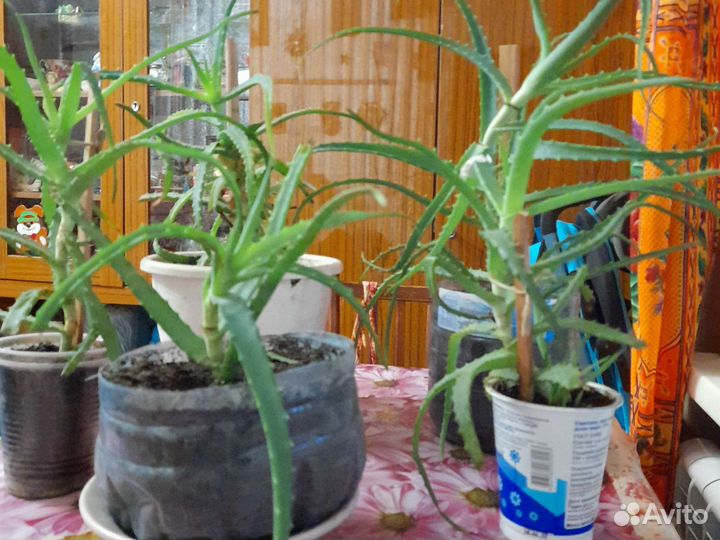 Алоэ лечебный