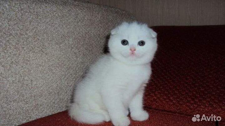 Белый британский котенок