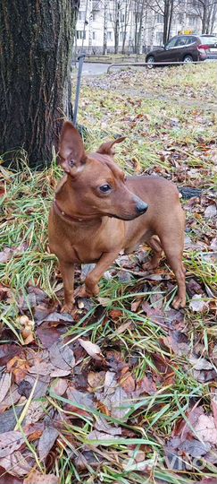 Вязка цвергпинчер