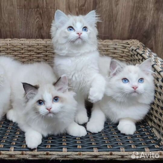 Ragdoll, boys and girls, родословная