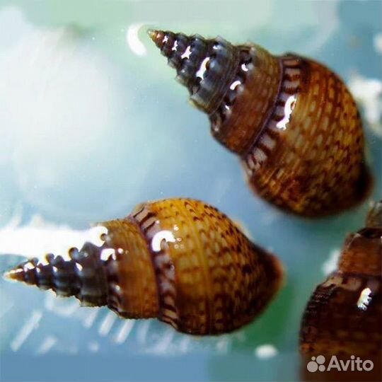 Улитка Мелания Granifera