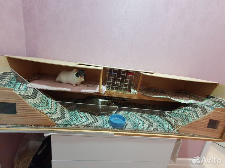 Бронь до 13.05. Морские свинки в добрые руки