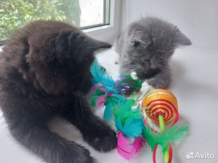 Котята бесплатно