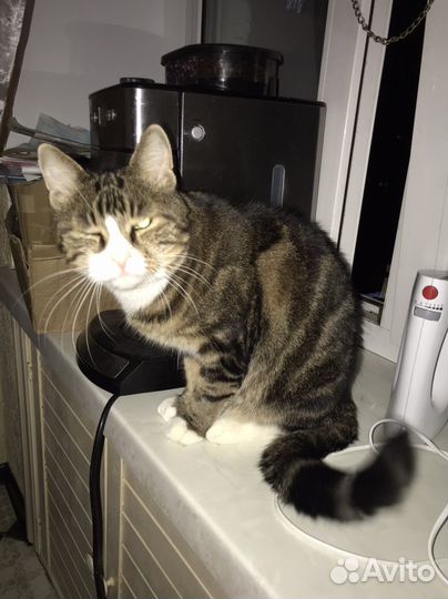 Двор-терьер