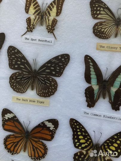 Бабочки в рамке