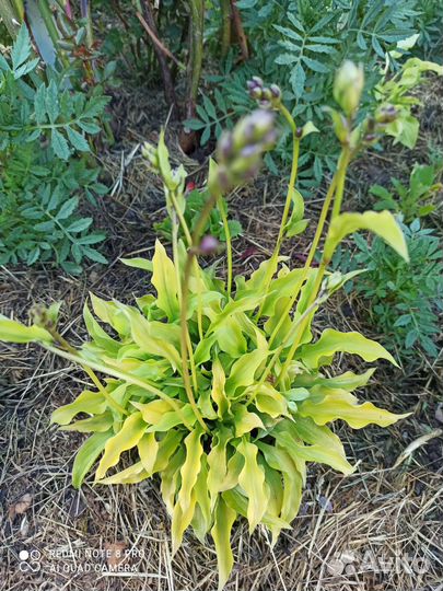 Полукарликовая хоста