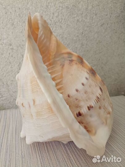 Ракушка морская раковина огромная 24 см