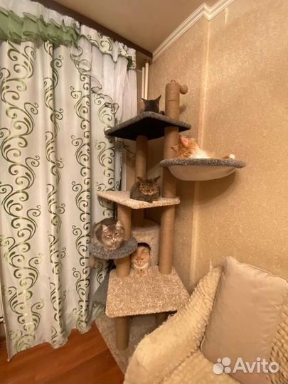 Игровой комплекс для кошек