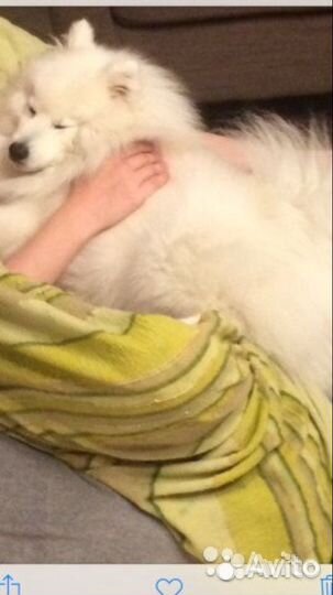 Японский шпиц вязка