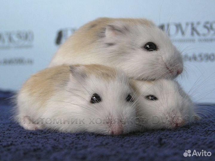 Самый маленький хомячок