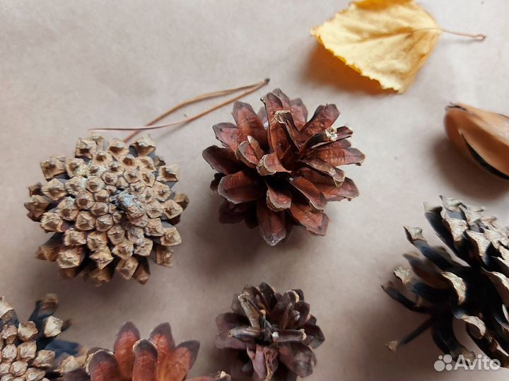 Природные материалы для поделки Набор