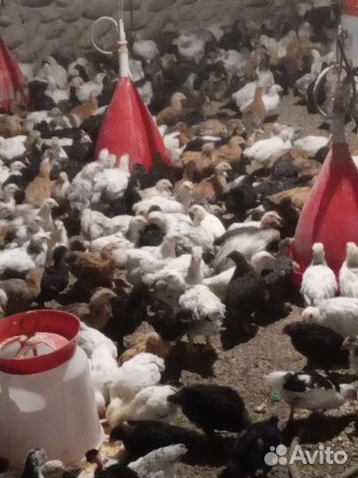 Цыплята несушки