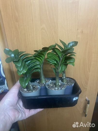 Замиокулькас жук