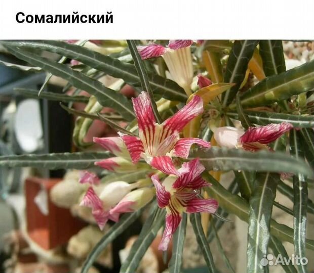 Арабикум, сомалийский адениум