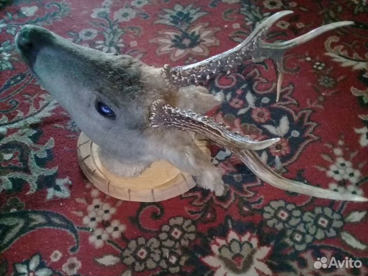 Косуля чучело трофей