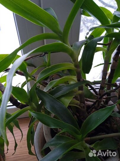 Дендробиум