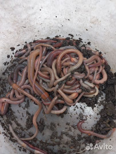 Реальные черви для рыбалки