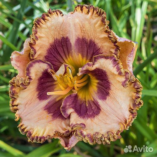 Лилейник сортовой