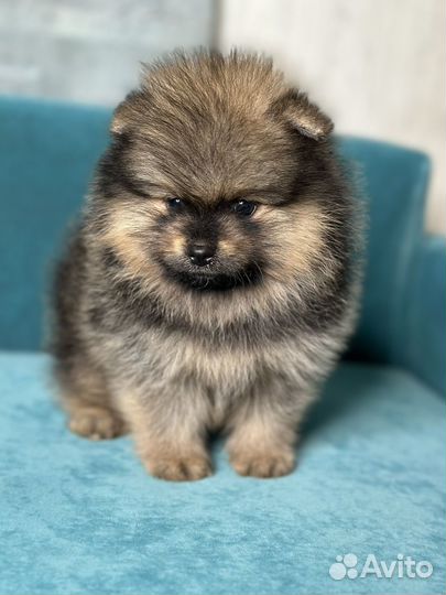 Померанский шпиц мальчик