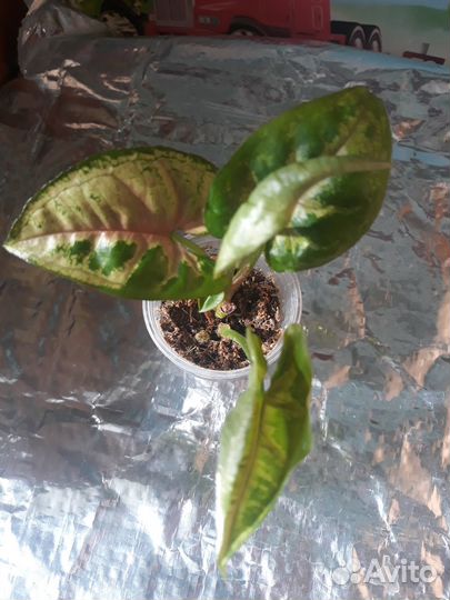 Продам цветы комнатные