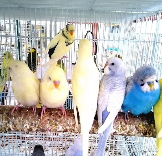 Попугай волнистый (птенцы)ручные