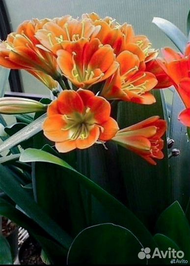 Кливии сортовые