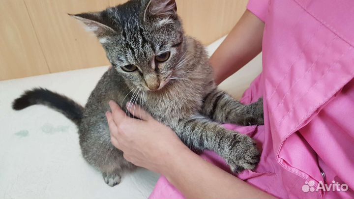 Ищем дом для кошки Малышки - камышки