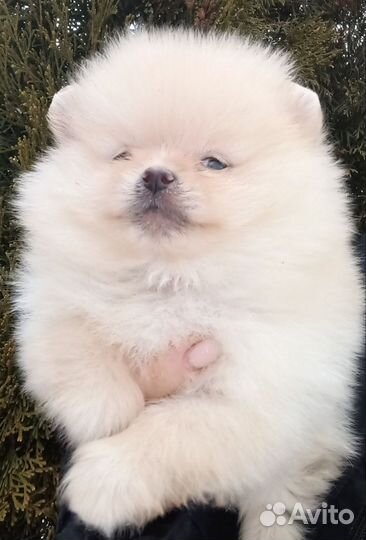 Щеночки щпица