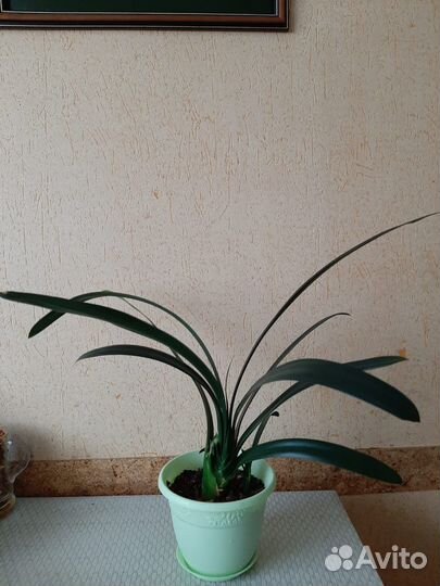 Хлорофитум