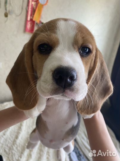 Щенки бигль