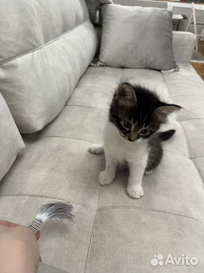 Котенок мальчик