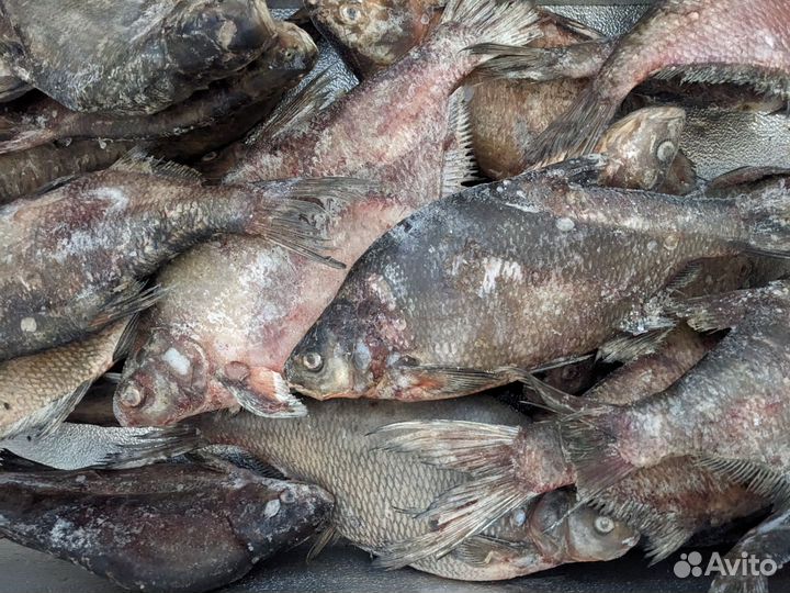 Свежая ряпушка, лещ, налим, щука, сиг, горбуша, тр