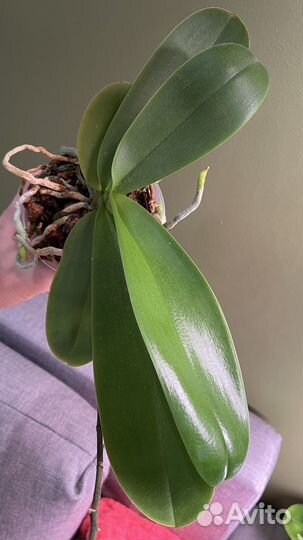 Орхидея фаленопсис белая