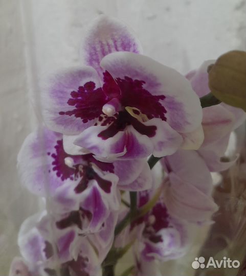 Орхидея биг лип Алладин