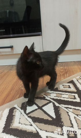 Кошка в дар бесплатно