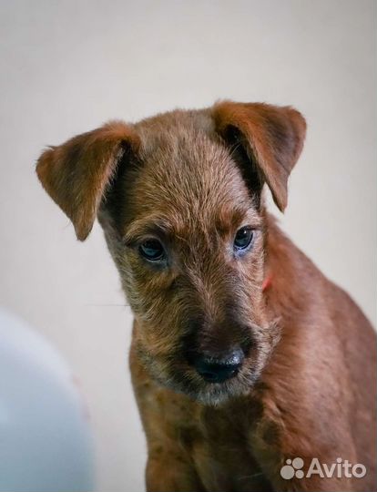 Щенки ирландского терьера