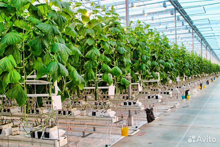 Работник в теплицу