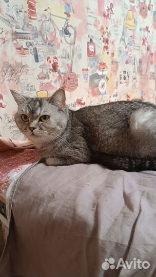 Британские котята