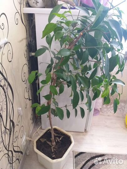 Фикус бенджамина