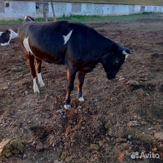 Телки стельные